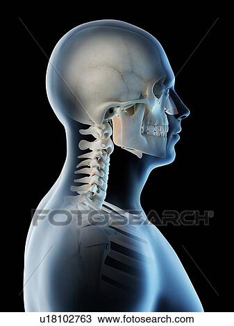 Stock Image - Head and neck bones, computer illustration.. Fotosearch