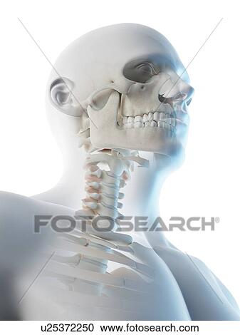 Head and neck bones, computer illustration. View Large Photo Image Stock Image - Head and neck bones, computer illustration.. Fotosearch