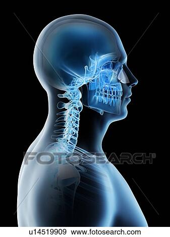 Head and neck bones, computer illustration. View Large Photo Image Stock Photo - Head and neck bones, computer illustration.. Fotosearch