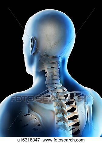 Head and neck bones, computer illustration. View Large Photo Image Stock Photo - Head and neck bones, computer illustration.. Fotosearch