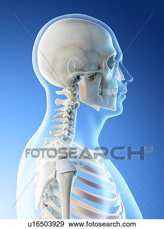 Head and neck bones, computer illustration. View Large Photo Image Stock Photo - Head and neck bones, computer illustration.. Fotosearch