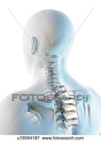 Stock Photo - Head and neck bones, computer illustration.. Fotosearch