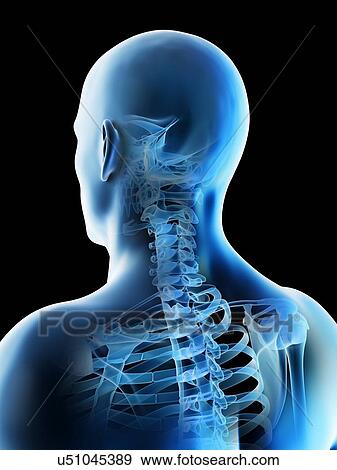 Head and neck bones, computer illustration. View Large Photo Image Stock Photo - Head and neck bones, computer illustration.. Fotosearch