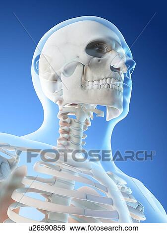 Stock Photograph - Head and neck bones, computer illustration.. Fotosearch