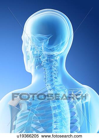 Stock Photography - Head and neck bones, computer illustration.. Fotosearch