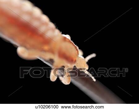 Stock Image - Head louse, computer illustration.. Fotosearch