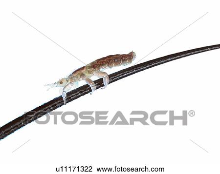Head louse, computer illustration. View Large Photo Image Stock Image - Head louse, computer illustration.. Fotosearch