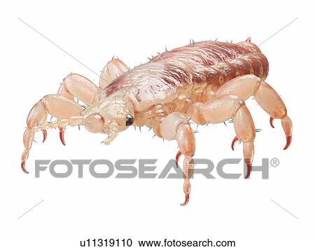 Head louse, computer illustration. View Large Photo Image Stock Image - Head louse, computer illustration.. Fotosearch