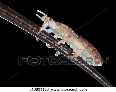 Head louse, computer illustration. View Large Photo Image Stock Image - Head louse, computer illustration.. Fotosearch
