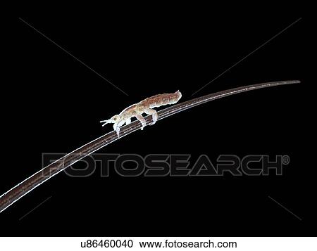 Head louse, computer illustration. View Large Photo Image Stock Image - Head louse, computer illustration.. Fotosearch