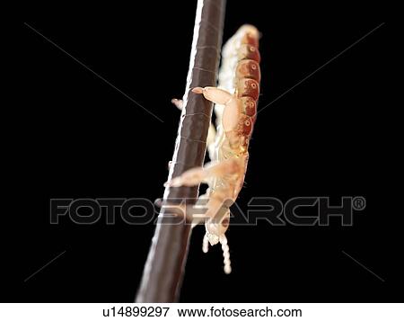 Stock Photo - Head louse, computer illustration.. Fotosearch