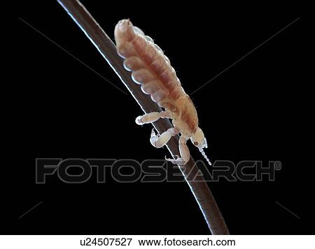 Head louse, computer illustration. View Large Photo Image Stock Photo - Head louse, computer illustration.. Fotosearch