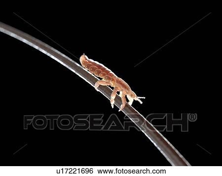 Head louse, computer illustration. View Large Photo Image Stock Photograph - Head louse, computer illustration.. Fotosearch