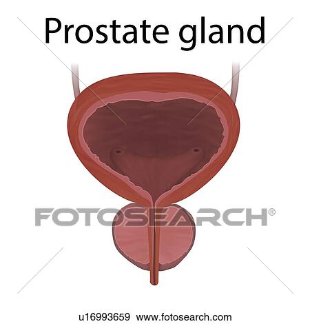 Healthy prostate gland, illustration. View Large Photo Image Stock Photo - Healthy prostate gland, illustration.. Fotosearch