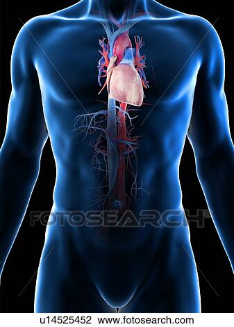 Stock Image - Heart anatomy, computer illustration.. Fotosearch