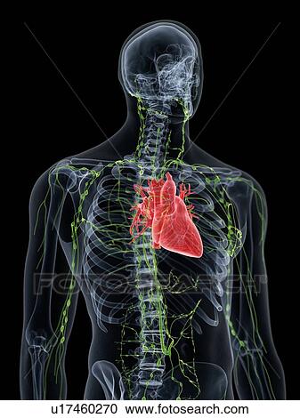 Stock Image - Heart anatomy, computer illustration.. Fotosearch