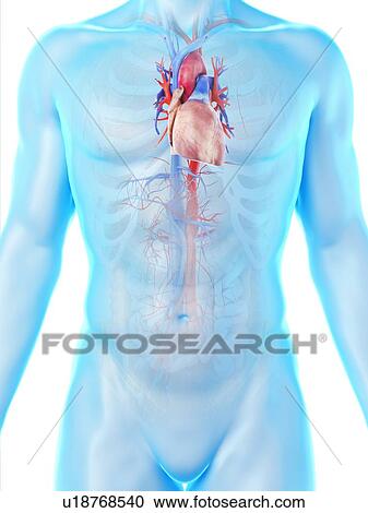 Stock Image - Heart anatomy, computer illustration.. Fotosearch