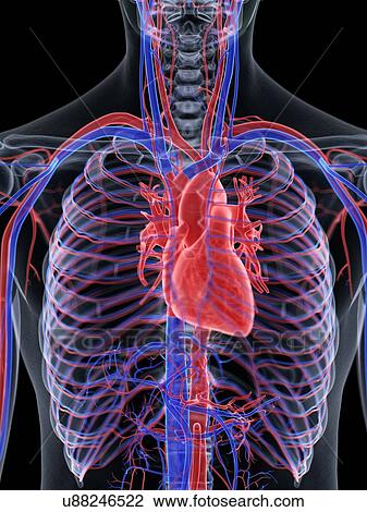 Heart anatomy, computer illustration. View Large Photo Image Stock Image - Heart anatomy, computer illustration.. Fotosearch