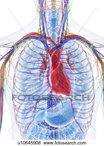 Stock Photo - Heart anatomy, computer illustration.. Fotosearch