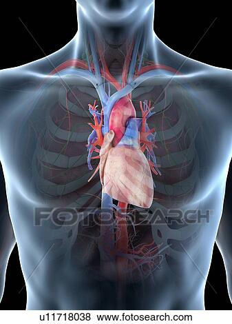 Stock Photo - Heart anatomy, computer illustration.. Fotosearch