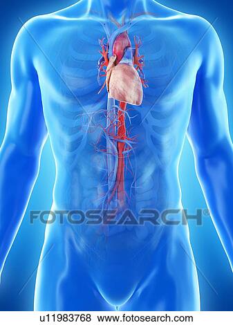 Stock Photo - Heart anatomy, computer illustration.. Fotosearch