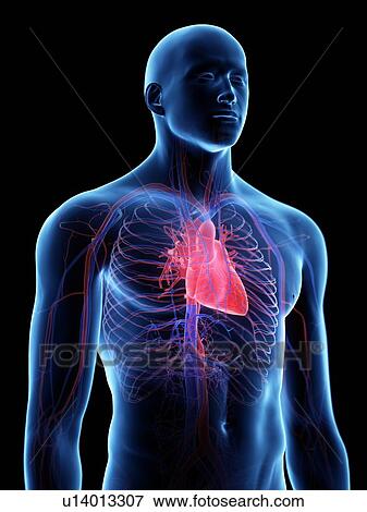 Heart anatomy, computer illustration. View Large Photo Image Stock Photo - Heart anatomy, computer illustration.. Fotosearch