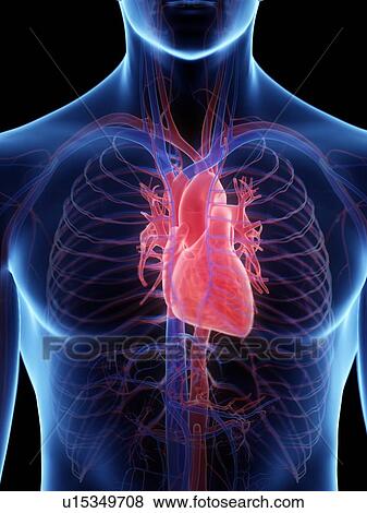 Stock Photo - Heart anatomy, computer illustration.. Fotosearch