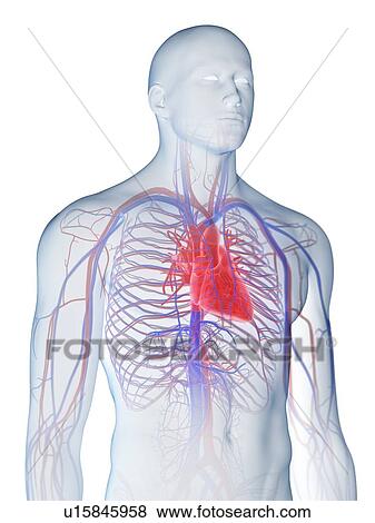 Stock Photo - Heart anatomy, computer illustration.. Fotosearch