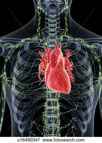 Stock Photo - Heart anatomy, computer illustration.. Fotosearch