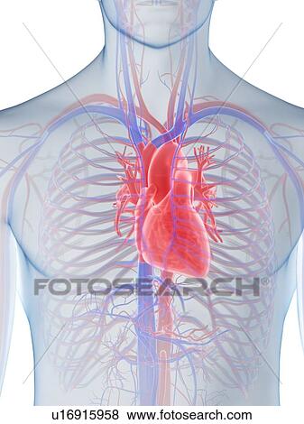 Heart anatomy, computer illustration. View Large Photo Image Stock Photo - Heart anatomy, computer illustration.. Fotosearch