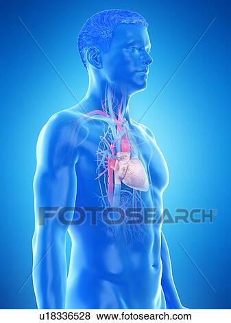 Heart anatomy, computer illustration. View Large Photo Image Stock Photo - Heart anatomy, computer illustration.. Fotosearch
