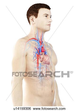 Heart anatomy, computer illustration. View Large Photo Image Stock Photograph - Heart anatomy, computer illustration.. Fotosearch
