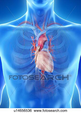 Heart anatomy, computer illustration. View Large Photo Image Stock Photograph - Heart anatomy, computer illustration.. Fotosearch