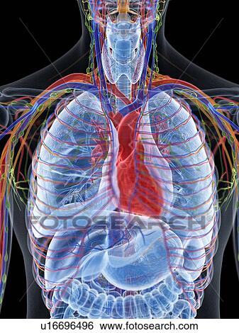 Stock Photograph - Heart anatomy, computer illustration.. Fotosearch
