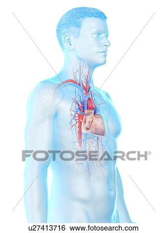 Stock Photograph - Heart anatomy, computer illustration.. Fotosearch