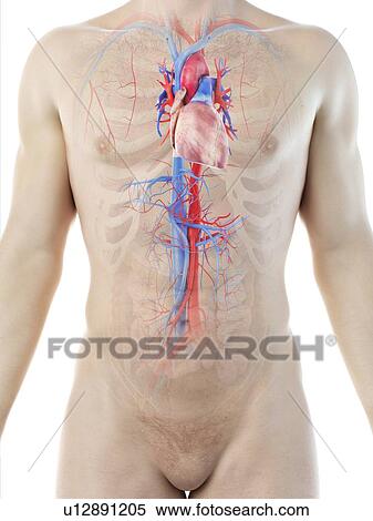 Stock Photography - Heart anatomy, computer illustration.. Fotosearch