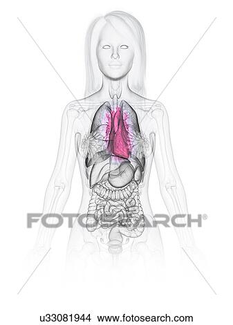 Heart anatomy, illustration View Large Photo Image Picture - Heart anatomy, illustration. Fotosearch