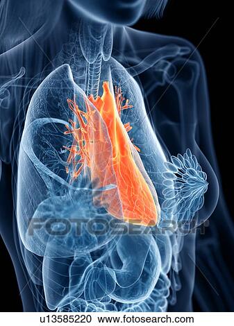 Heart anatomy, illustration View Large Photo Image Stock Image - Heart anatomy, illustration. Fotosearch