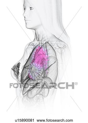 Heart anatomy, illustration View Large Photo Image Stock Image - Heart anatomy, illustration. Fotosearch