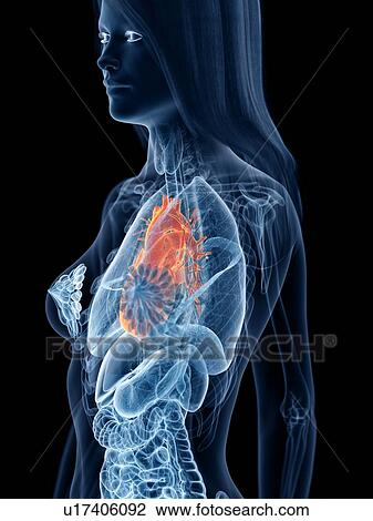 Stock Image - Heart anatomy, illustration. Fotosearch