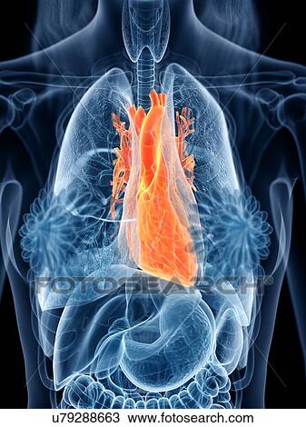 Heart anatomy, illustration View Large Photo Image Stock Image - Heart anatomy, illustration. Fotosearch