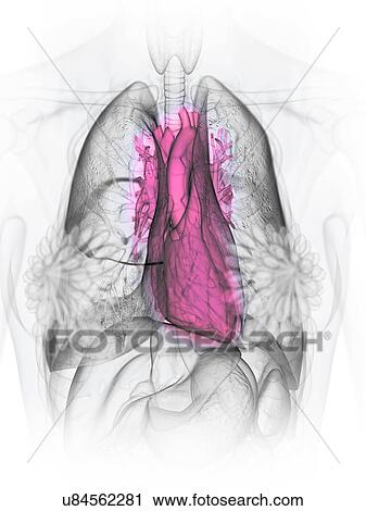 Stock Image - Heart anatomy, illustration. Fotosearch