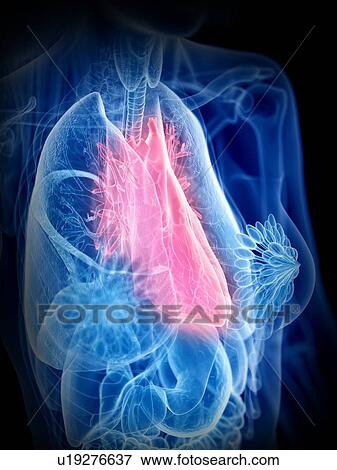 Stock Photo - Heart anatomy, illustration. Fotosearch