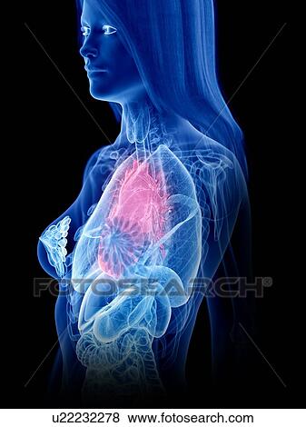 Stock Photo - Heart anatomy, illustration. Fotosearch