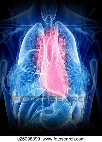 Stock Photo - Heart anatomy, illustration. Fotosearch