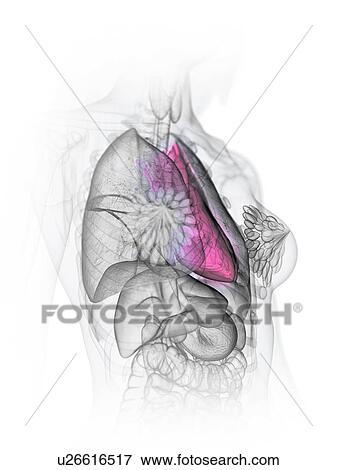 Heart anatomy, illustration View Large Photo Image Stock Photo - Heart anatomy, illustration. Fotosearch