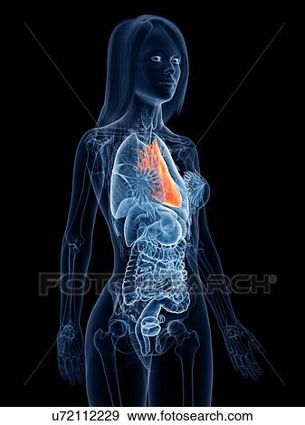Heart anatomy, illustration View Large Photo Image Stock Photo - Heart anatomy, illustration. Fotosearch