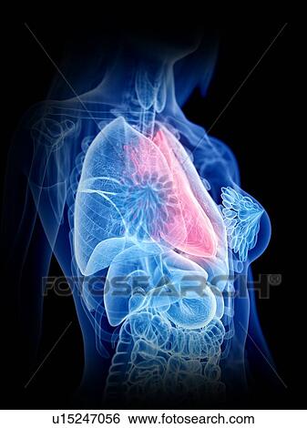 Stock Photograph - Heart anatomy, illustration. Fotosearch