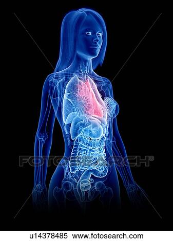 Stock Photography - Heart anatomy, illustration. Fotosearch