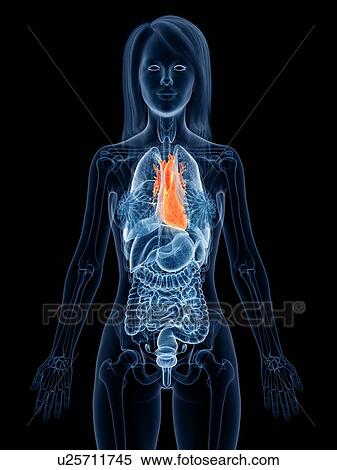 Stock Photography - Heart anatomy, illustration. Fotosearch